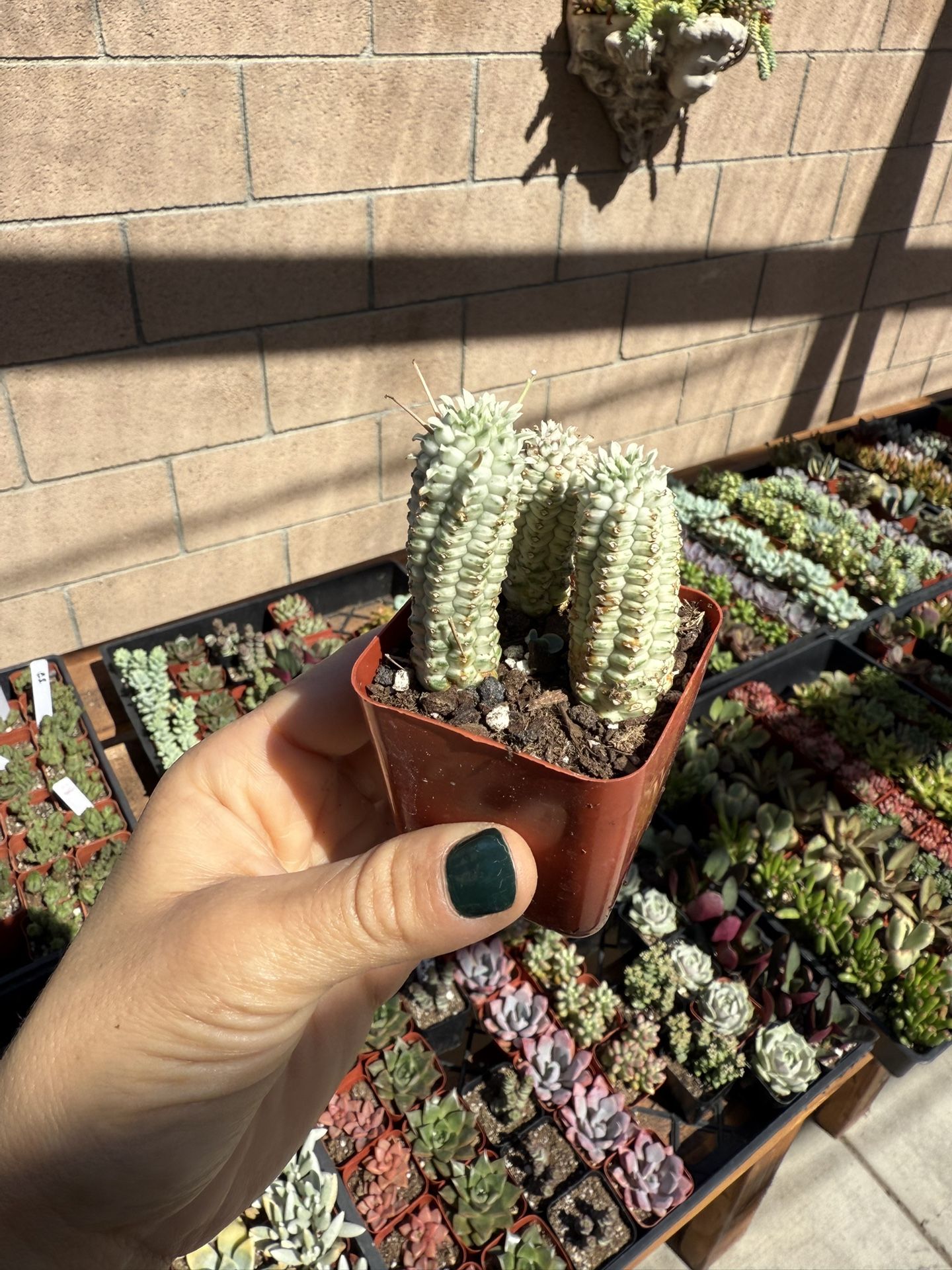 Euphorbia Corn Cob