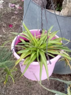 🪴 Evergreen Spider Plant
🪴 Cinta Siempreverde