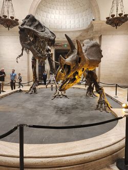 NHM 1 free ticket Natural history museum
