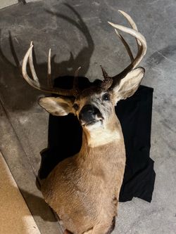 Deer Head Wall Mount
