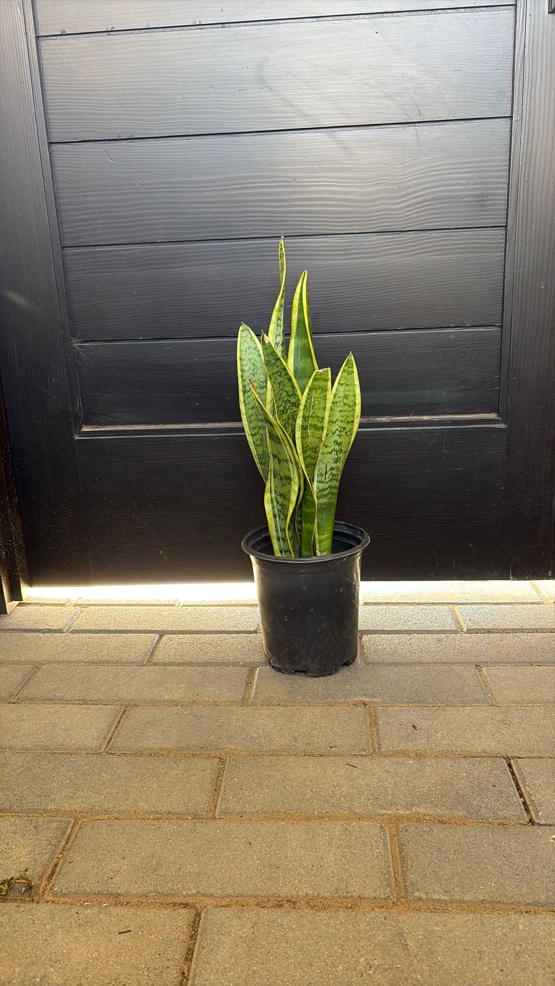 Snake Plant