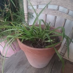 THE EVERGREEN POWERHOUSE! 🌿💥 MASSIVE SPIDER PLANT – THE HOME TRANSFORMER!