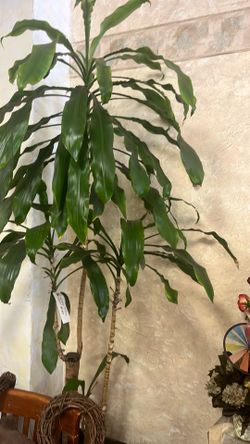 Large Corn Tree