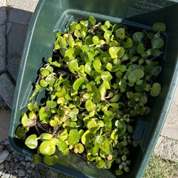 Hyacinth Water Plants