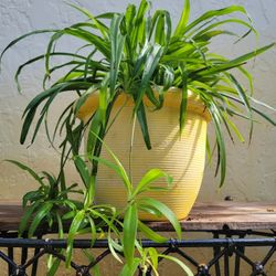 Spider Plant In Big Pot 