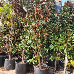15 gallon magnolia trees 6 to 7 ft tall 
