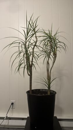 Dracaena / dragon tree house plant