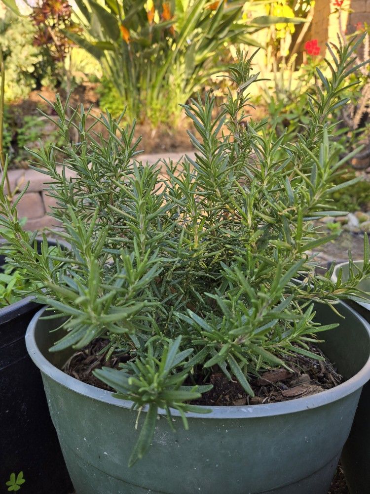 Rosemary, (Rosmarinus officinalis), $12 for 4 gallon pot, 3 available.