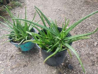 Aloe vera plants