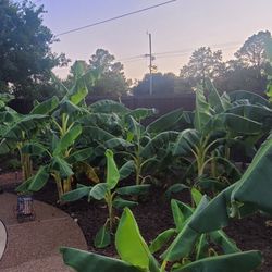 Cold hardy banana trees