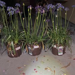 Three  Plants At A Discount 