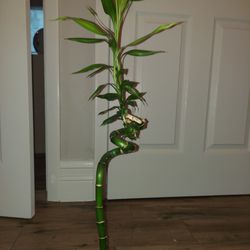 Lucky Bamboo Cutting (Pending)