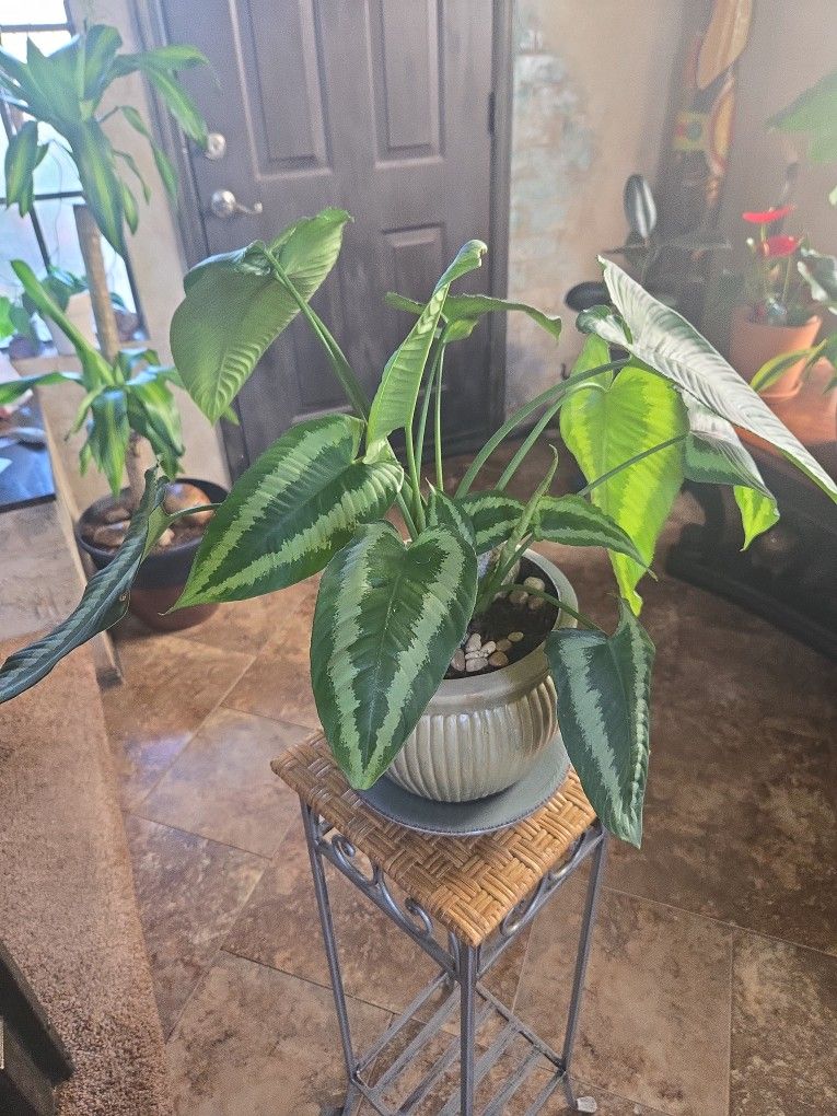 1ft 7in Tall Schismatogottis Plant In 8in Wide Ceramic Pot With Stones And Plate