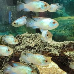 Electric Blue Acaras 60 Days Old 1-2 Inches