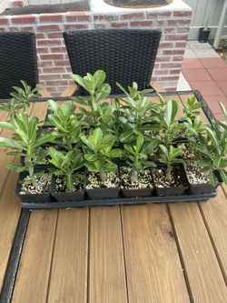 18 Desert Rose Babies