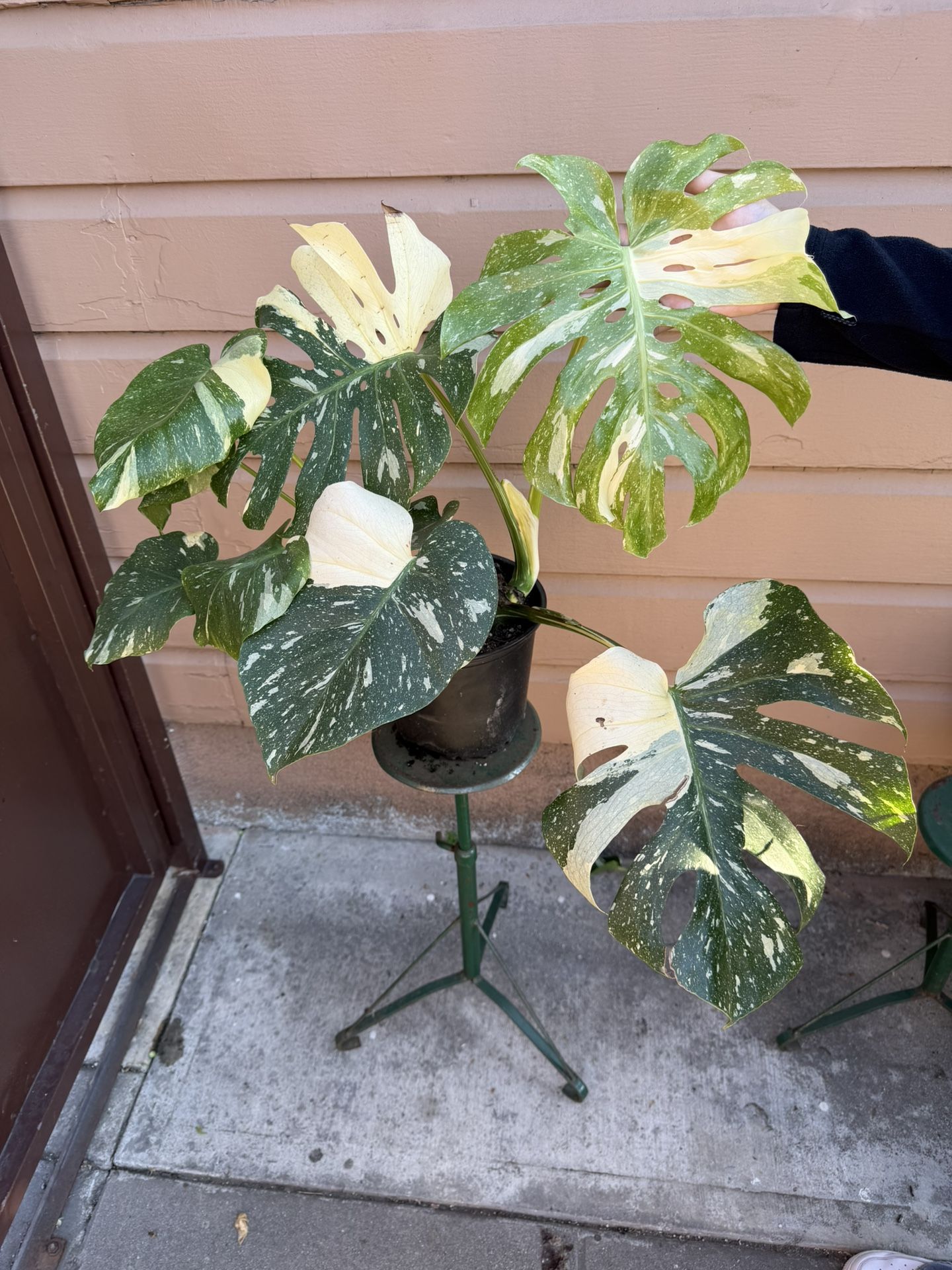 10 Xl Monstera Thai Constellation