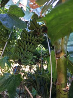 Banana Tree Seeds GOLDFINGER Banana Tree Plant  Rare, Healthy,  Pesticide-Free, 8-12 Inch Size, Ready For Pot Or Ground Planting Apple Banana  Plant
