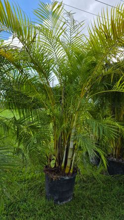 Huge Arecas Palms About 8 feet Tall. Instant privacy