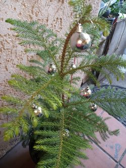 Norfolk Island Pine Xmas Fresh Pot Tree 