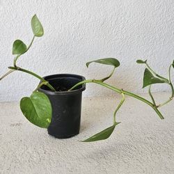 Devils Ivy Pothos Indoor Plant 