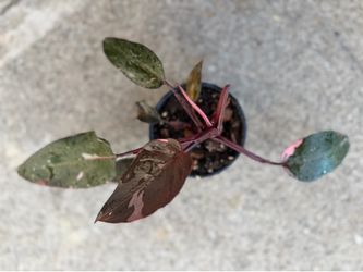 Pink princess philodendron plant