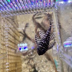 Fish tank decoration