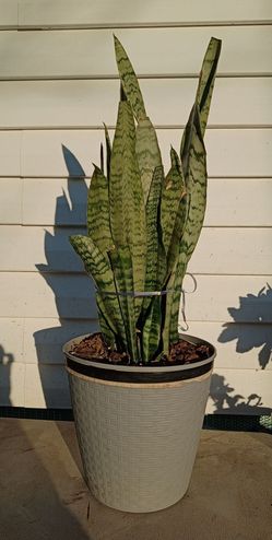 Snake 🐍 plant