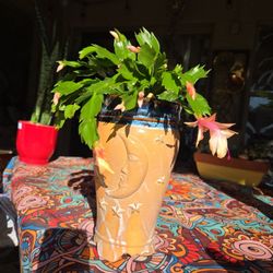 Peach Christmas Cactus In Magical  10in Ceramic Pot 
