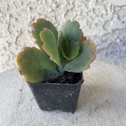 2 Inch Pot Succulent Plant - Kalanchoe Fedtschenkoi - Lavender Scallops - Rooted & Established - Drought Resistant - 🪴 Perfect Baby & Wedding Shower 