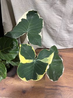Variegated Triangularis Live Plant Small/Medium