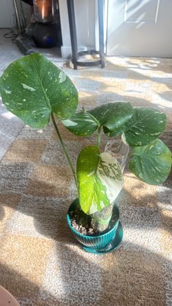 Monstera thai constellation plant