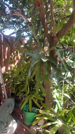 Planta Cuerno De Alse 🦌