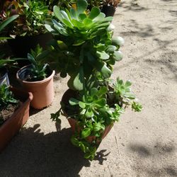 Aeonium Natural plant 