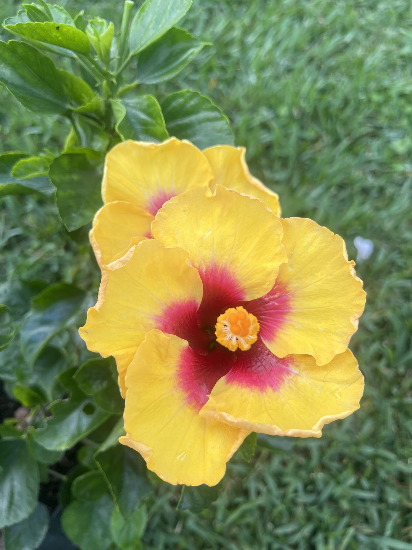 HIBISCUS (10” Pot Size) Attractive Flower, Bold & Beautiful