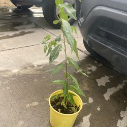 Planta De Capulín Ala Venta 