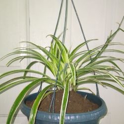 Variegated Spider 🕷Plants 