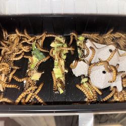 Free Fish/Lizard/Bird Food.