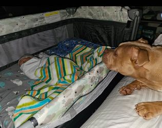 Bedside Bassinet/ Pack n play