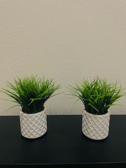 Flower (plant)