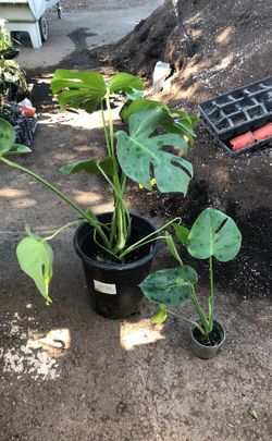 Split leaf plant in 5 gallon pot