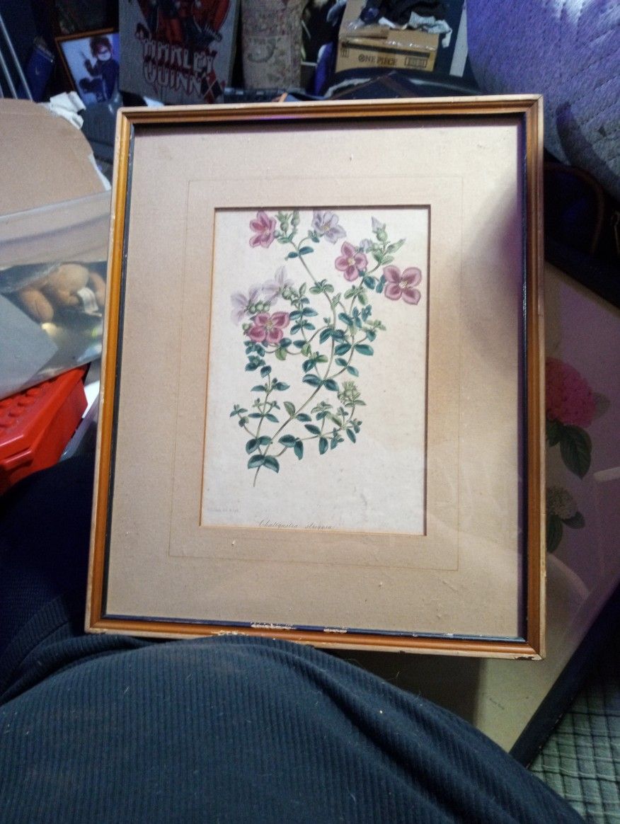 Antique Botany Pictures