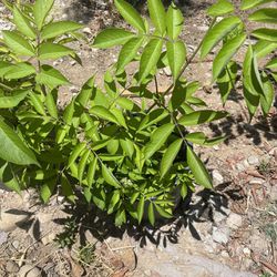 Elderberry plant