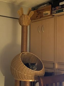 Cat Bed/Scratcher ///she’s in it!!!