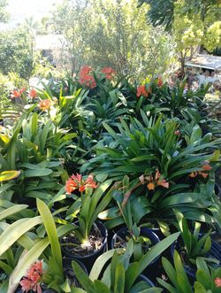 Low Priced Plants
