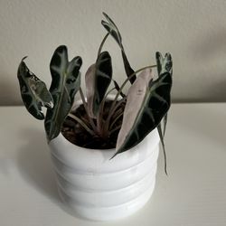 Alocasia Pink Bambino Variegated Mature