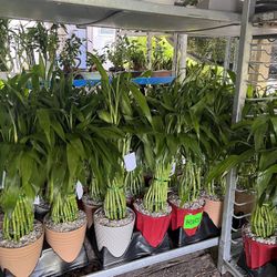 Lucky Bamboo In Ceramic Pot. SPECIAL PRICE 🤩