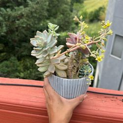 Live Succulent Arrangement 