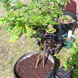 Hot Pepper Plants