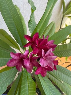 Large Plumeria Trees