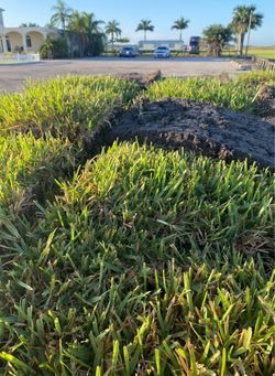 🌱 St. Augustine Sod for Sale | Fresh-Cut • Delivery Available